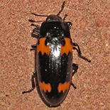 Megalodacne species